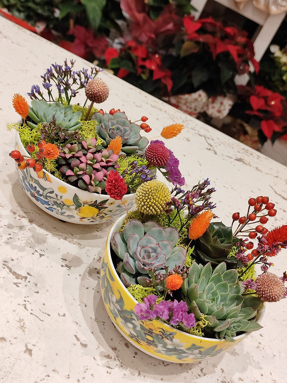 Miniatura: Piante grasse chic! (€15/85)