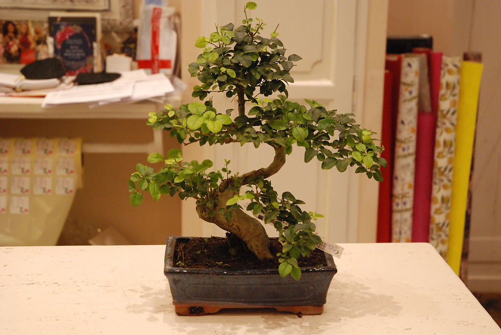 Miniatura: Bonsai (€28/220)