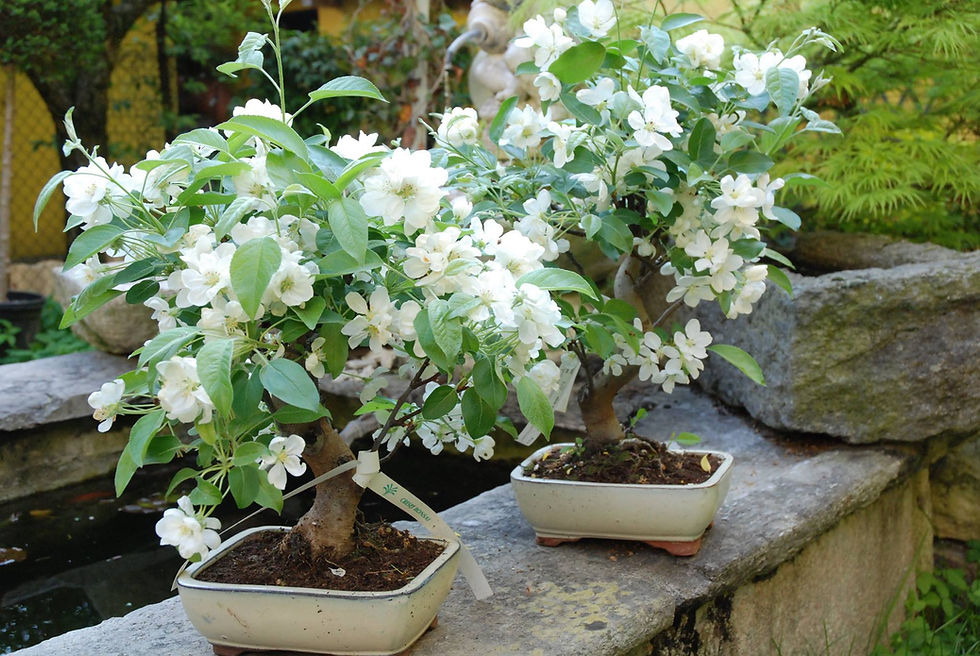 Miniatura: Bonsai da esterno (€65/220)