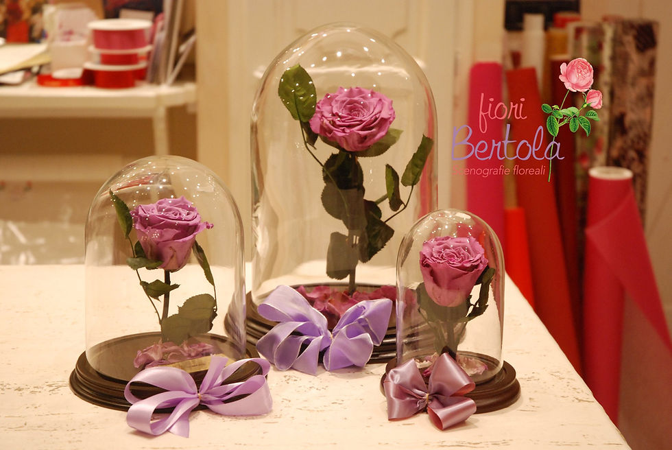 Miniatura: Rosa Incantata media (€58)