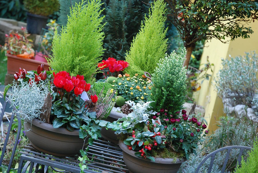 Miniatura: Giardino della Memoria (€30/95)