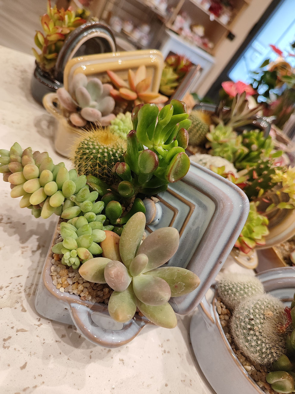 Miniatura: Composizioni CactusLovers piccoli (€20/35)
