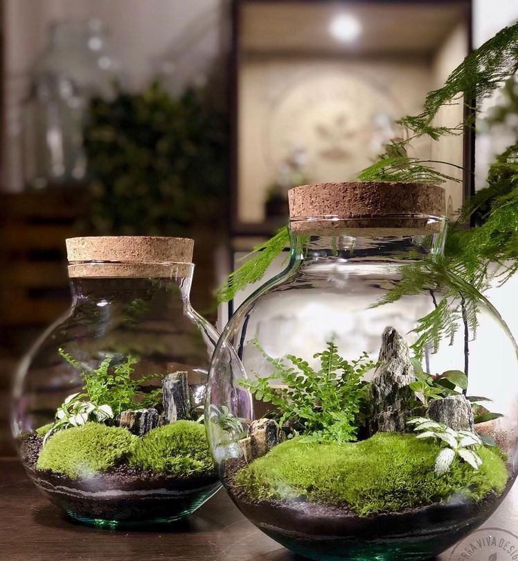 Miniatura: Terrari Selva e Sfera (€78/230)
