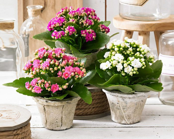 Miniatura: Piante fiorite da interno (€15/80)