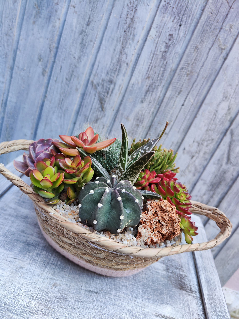 Miniatura: Composizioni CactusLovers medi/grandi (€45/120)