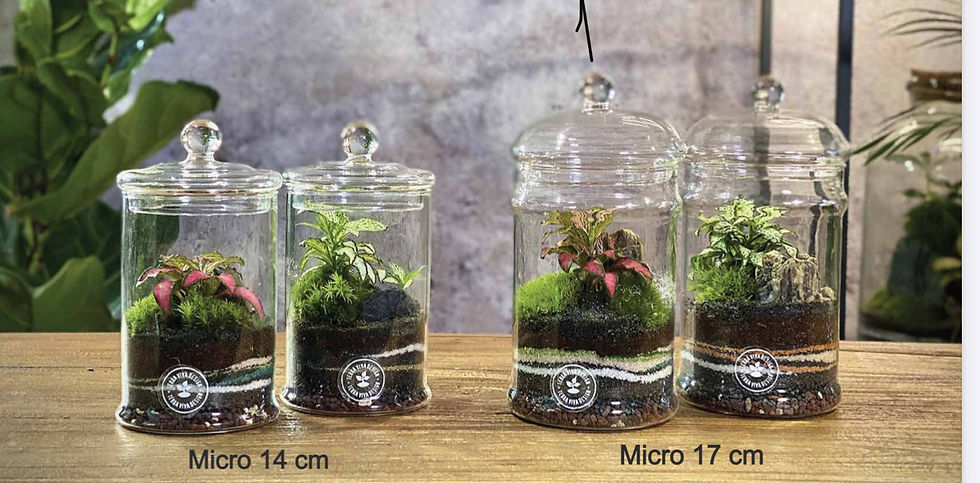 Miniatura: Terrari Byron, Office, Tower, Kokedama (€39/220)