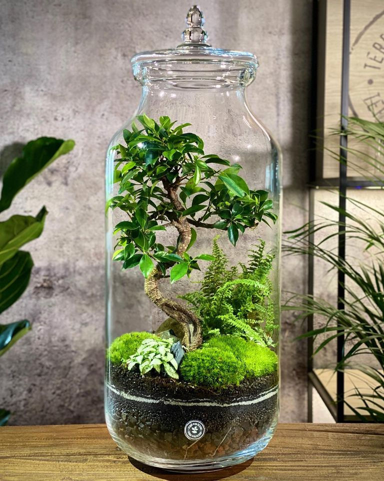 Miniatura: Terrari Luxury Wide e Vulcano (€220/325)