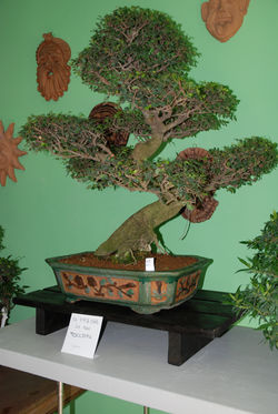 Bonsai Zelcova