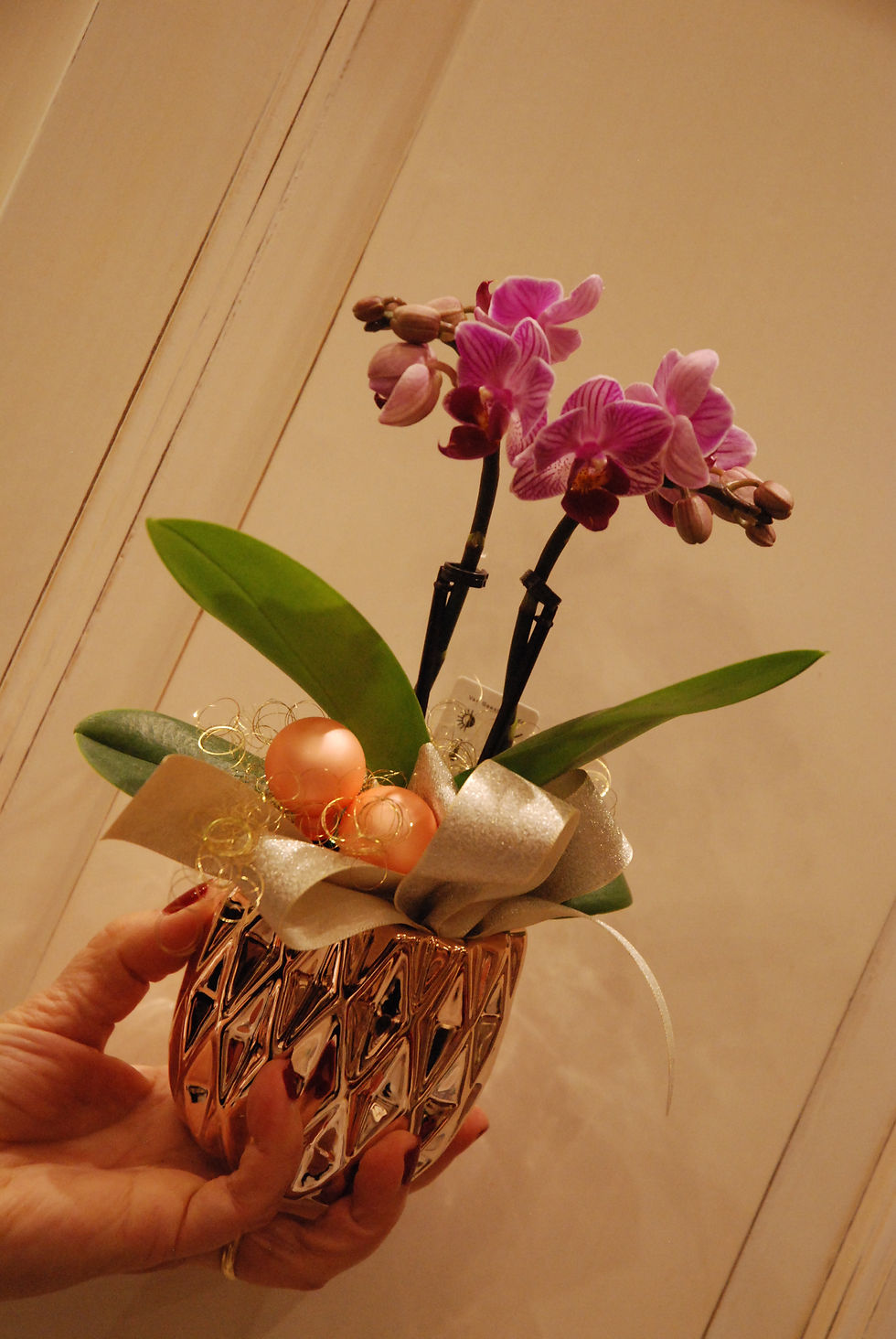 Miniatura: Orchidee Phalaenopsis mignon (€25/35)