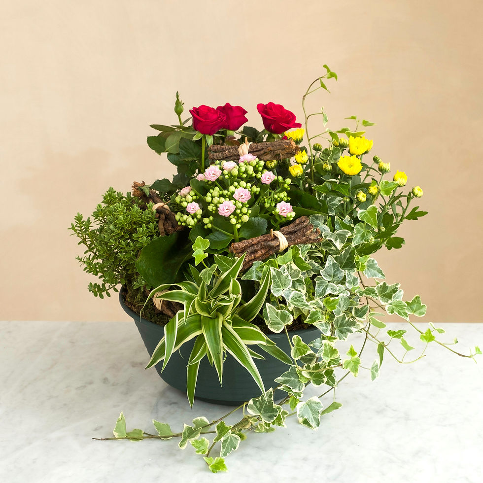 Miniatura: Giardino della Memoria (€30/95)