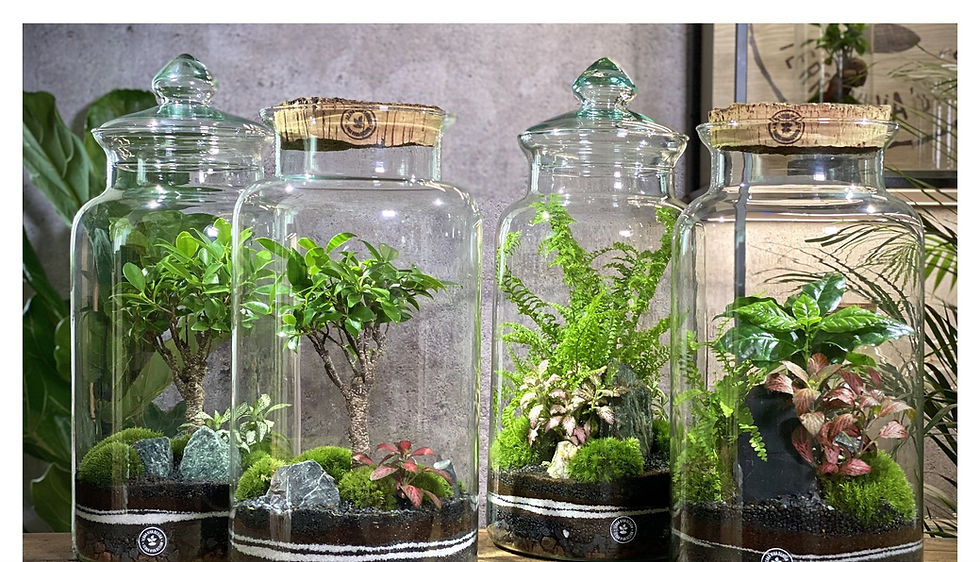 Miniatura: Terrari Byron, Office, Tower, Kokedama (€39/220)