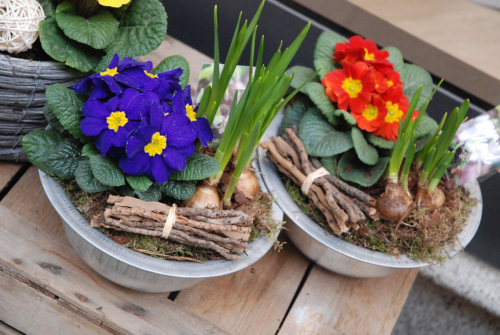 Miniatura: Mini-giardini fioriti da esterno (€15/55)