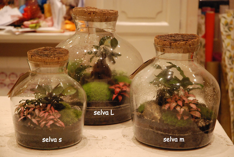 Miniatura: Terrari Selva e Sfera (€78/230)
