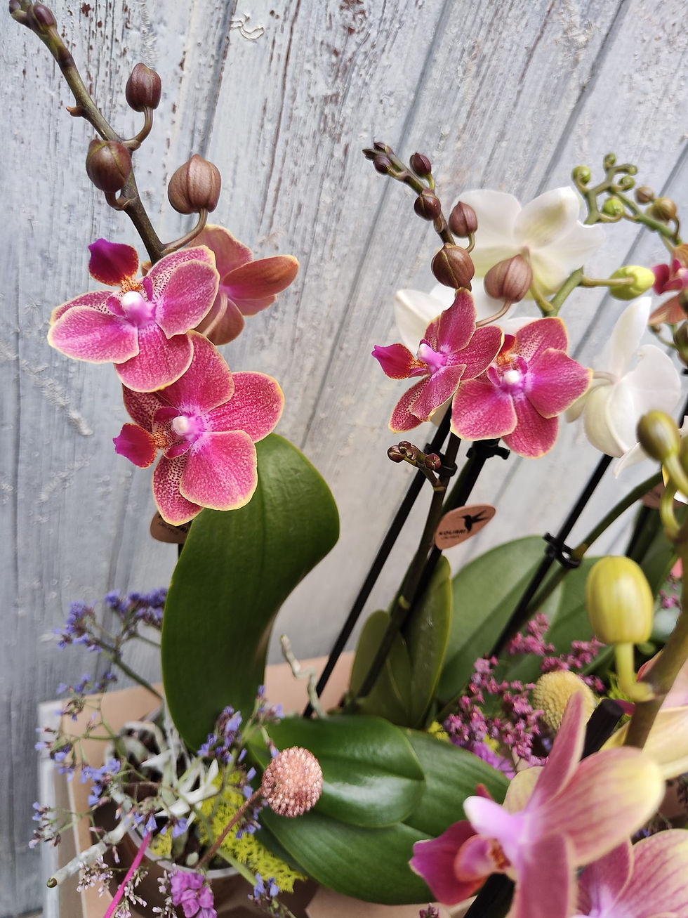 Miniatura: Orchidee Phalaenopsis mignon (€25/35)