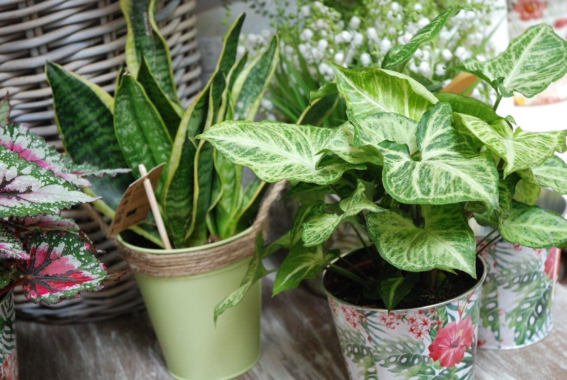 Pianta singola da interno (€15/120)