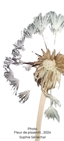 pissenlit fleur nov 2024_edited_edited_e