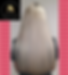 blonde straight 1.webp