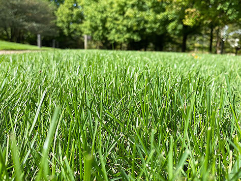 Organic lawn care