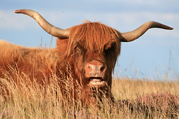 Friendly Highland Cow chewing and looking stoic in the sunset.