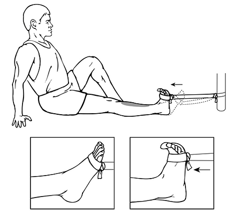 Dorsiflexors