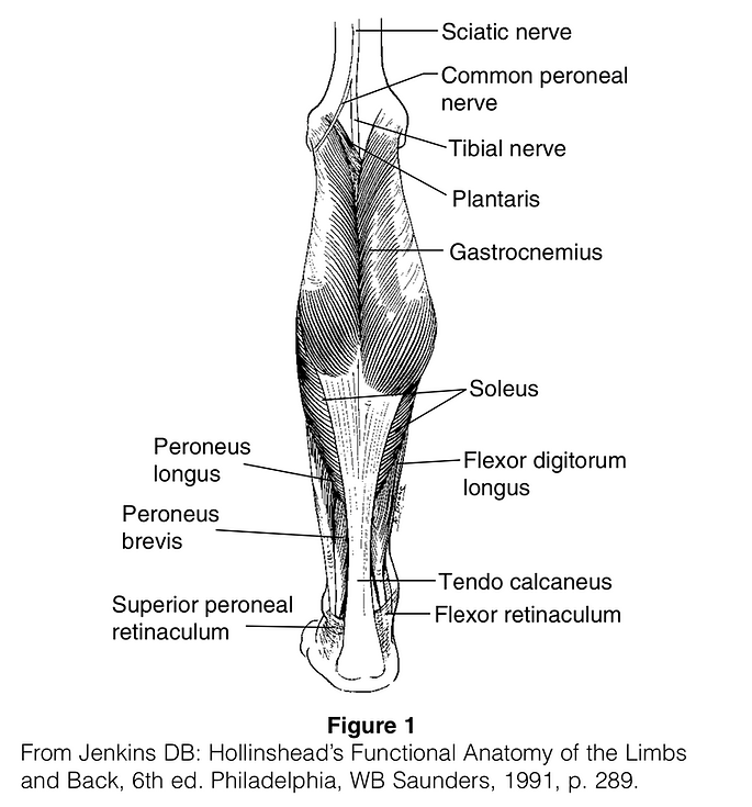 Medial Head Gastrocnemius Tear