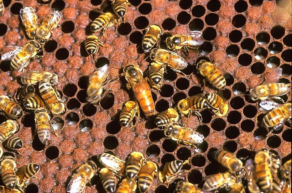 Thumbnail: Malaluka Pure Honey 1 Kg