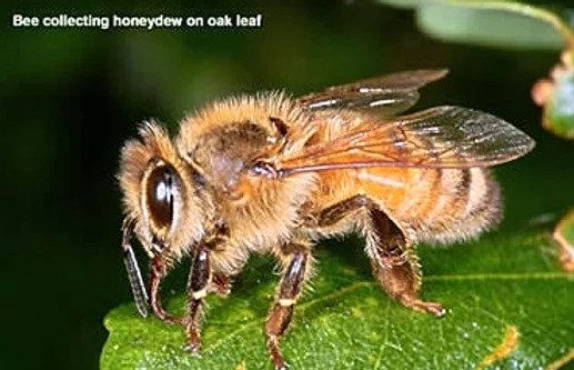 Thumbnail: Honey Dew 1 Kg