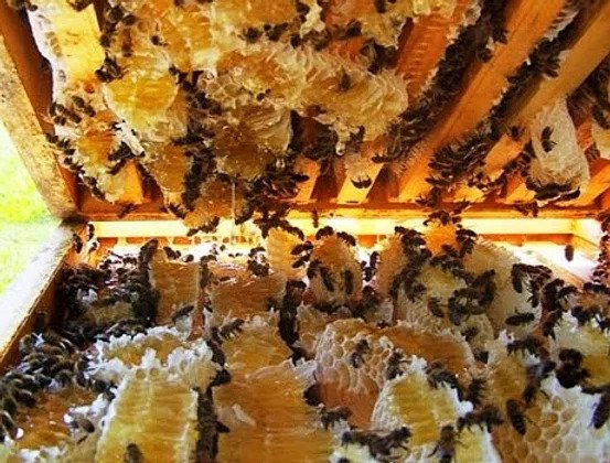 Thumbnail: Malaluka Pure Honey 1 Kg