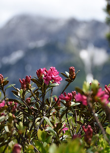 alpine-rose-1464129.jpg
