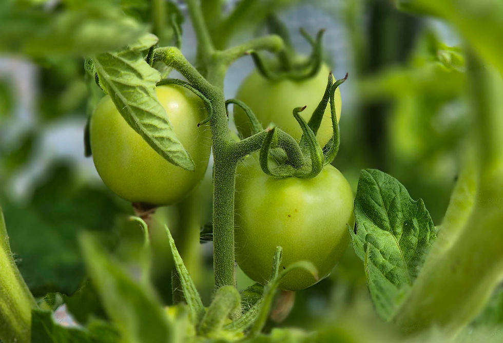 Tomatoes ripening on the vine.