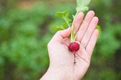 A radish held in the palm of someone's hand.