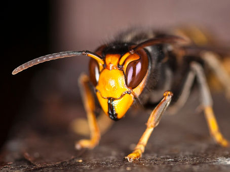 Asian Hornet