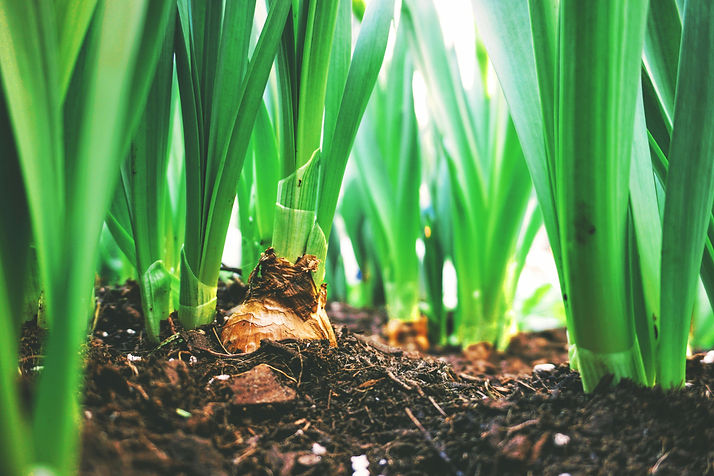 An image taken at ground level of onions growing in compost.