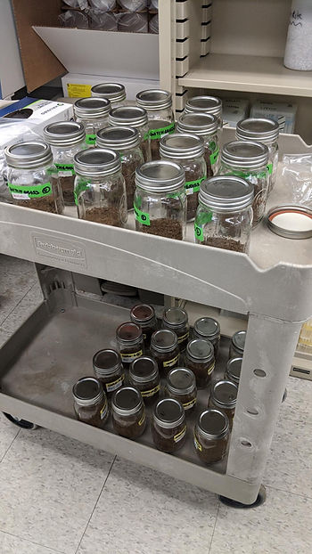 Soil mesocosms from Oishi and Sreejata's experiment