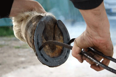 horse-shoe3.gif
