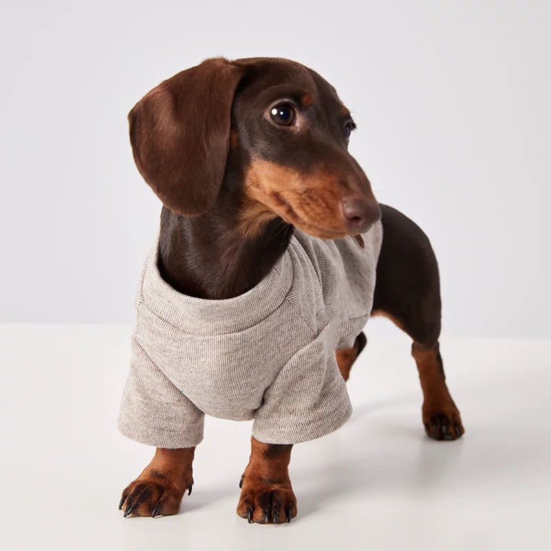 Suéter Macio para Dachshund (Cachorro Salsicha) – Quentinho e Estiloso