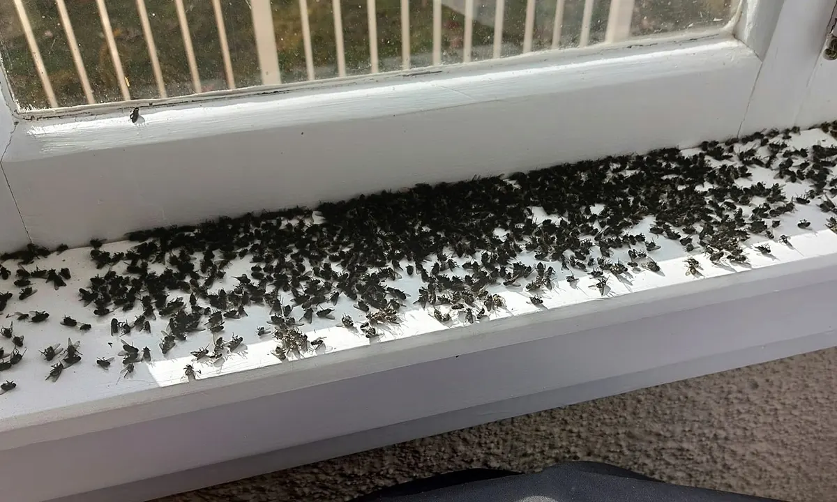 Cluster flies in the window and in the loft attic space
