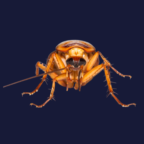 German Cockroach.