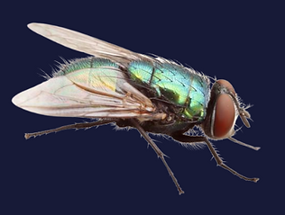 Fly Control and Removal