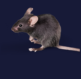 Rodent control and removal Swansea