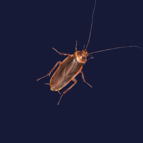 German Cockroach.