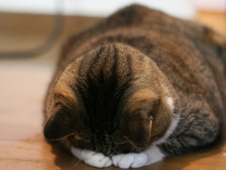 明日(11月11日)は臨時休業いたします。