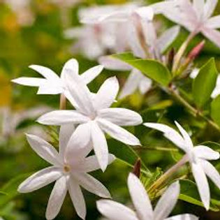 jasmine.jpeg