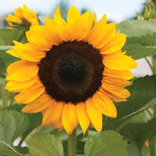 sunflower.jpeg