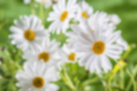 chamomile.jpeg