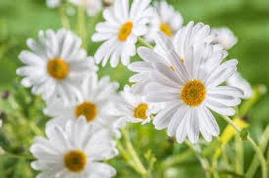 chamomile.jpeg