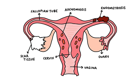 reproductive_organs_transparentbackground.png