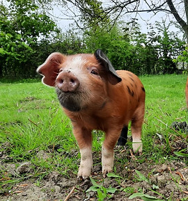 piglet.jpg