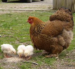 chicks2013a.jpg