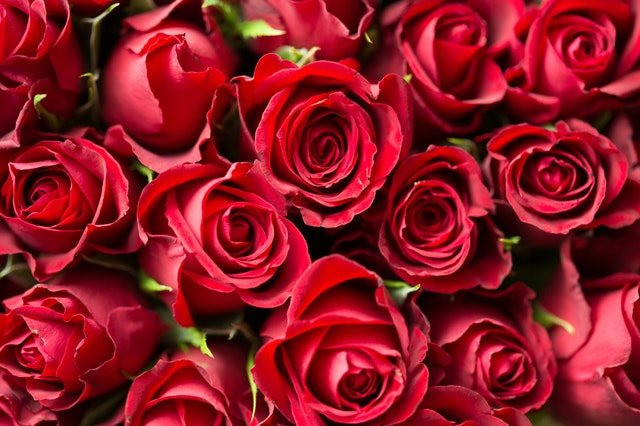 Crescimento do mercado de flores atrai floriculturas para internet
